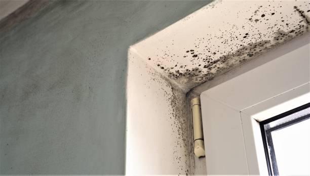 Best Mold Odor Removal Services  in Lazy Mountain, AK