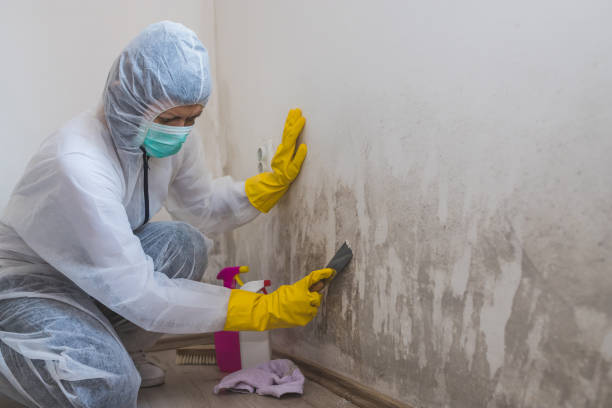 Best Basement Mold Removal  in Lazy Mountain, AK