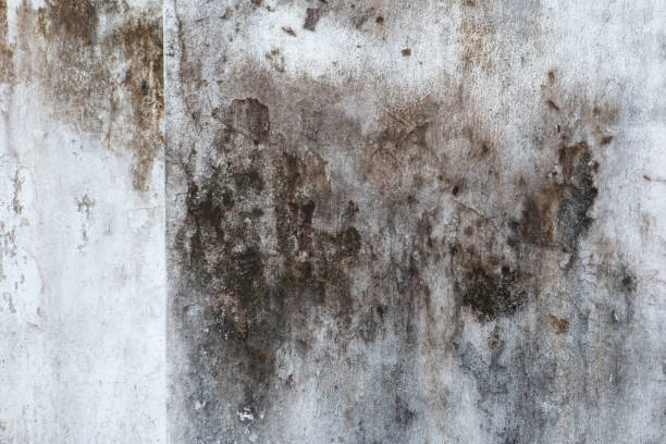 Best Commercial Mold Inspection  in Lazy Mountain, AK