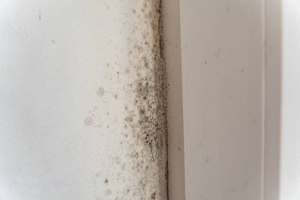 Best Asbestos and Lead Testing During Mold Inspection  in Lazy Mountain, AK