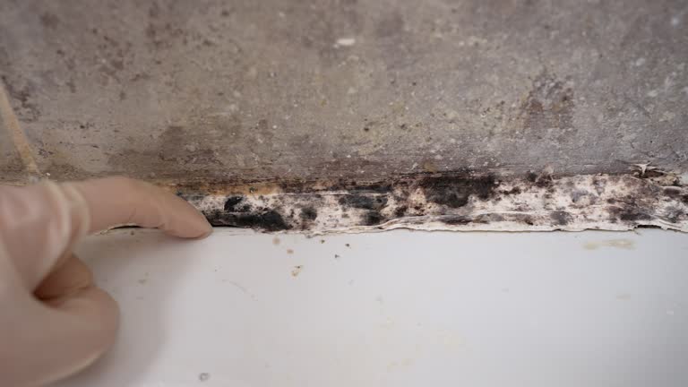 Professional Mold Removal in Lazy Mountain, AK